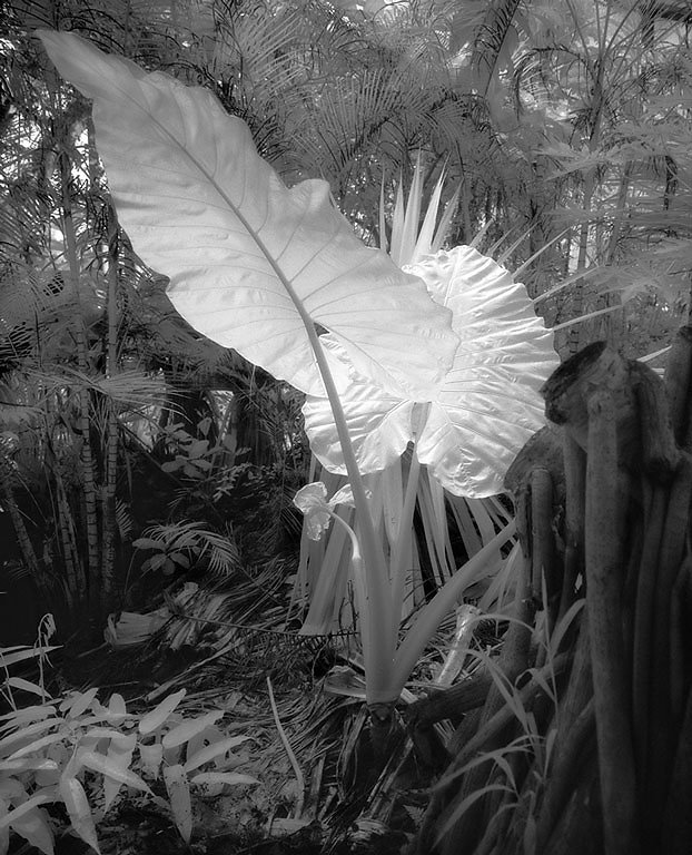 Big-leaves.jpg